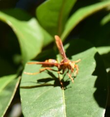Polistes major major