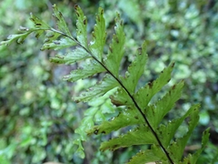 Hymenasplenium cheilosorum