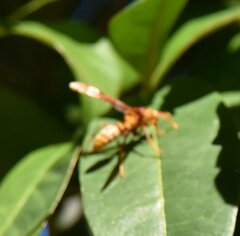 Polistes major major