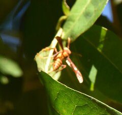 Polistes major major