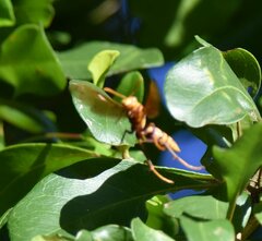 Polistes major major