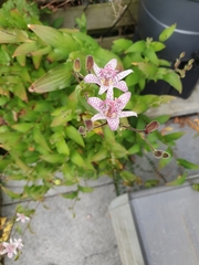 Tricyrtis formosana