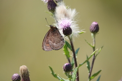 Erebia pronoe