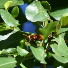 Polistes major major