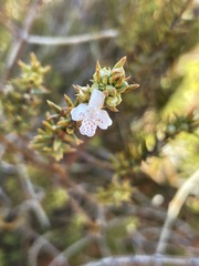 Westringia rigida