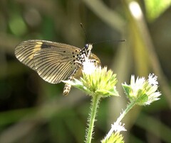 Acraea masaris