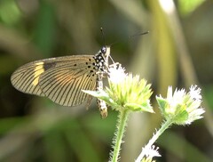 Acraea masaris