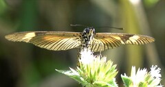 Acraea masaris