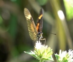 Acraea masaris