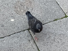 Columba livia domestica