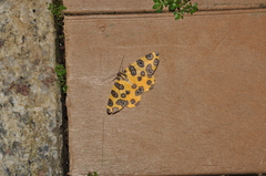 Pantherodes