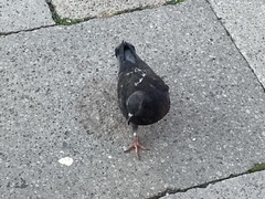 Columba livia domestica