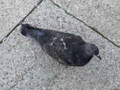 Columba livia domestica