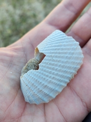 Cyrtopleura costata