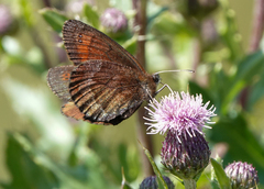 Erebia pronoe