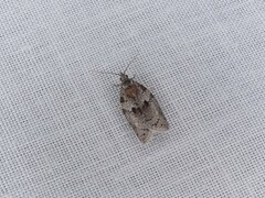 Isotenes miserana