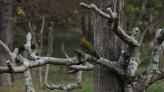 Dryobates maculifrons