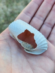 Cyrtopleura costata
