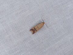 Tachystola hemisema