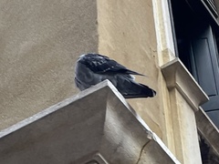 Columba livia domestica