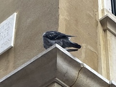 Columba livia domestica