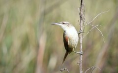 Limnoctites rectirostris