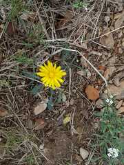 Asteraceae
