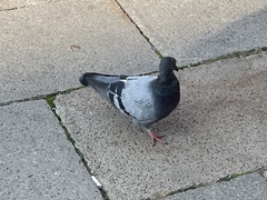Columba livia domestica