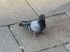 Columba livia domestica