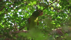 Psittacara leucophthalmus