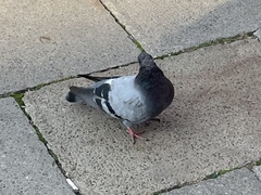 Columba livia domestica