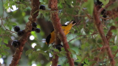 Euphonia violacea