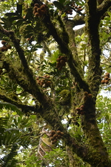 Dysoxylum pachyphyllum