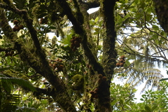 Dysoxylum pachyphyllum