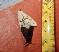 Lemyra