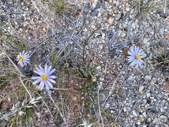 Brachyscome trachycarpa