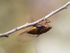 Birrima varians