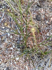 Brachyscome trachycarpa