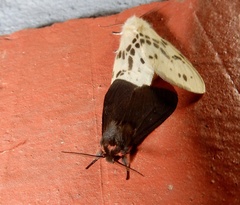 Lemyra