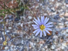 Brachyscome trachycarpa