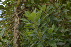 Lordhowea insularis