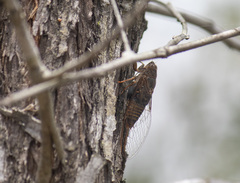 Birrima varians
