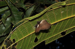 Megalopyginae