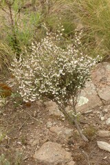 Leucopogon