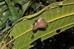 Megalopyginae