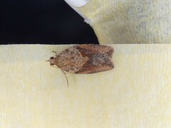 Epiphyas postvittana