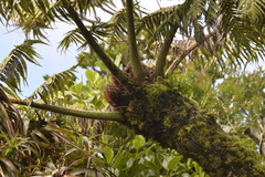 Cyathea