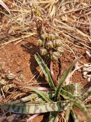 Ledebouria luteola