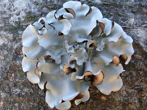 Parmotrema austrosinense