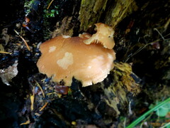 Pluteus cervinus